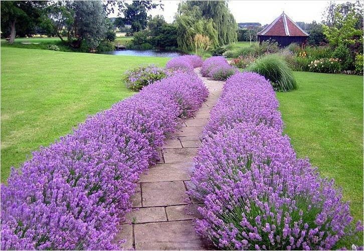 Butasi de lavanda - Fleurane.ro