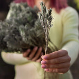 butași de lavanda fleurane