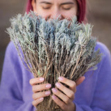 butași de lavanda fleurane