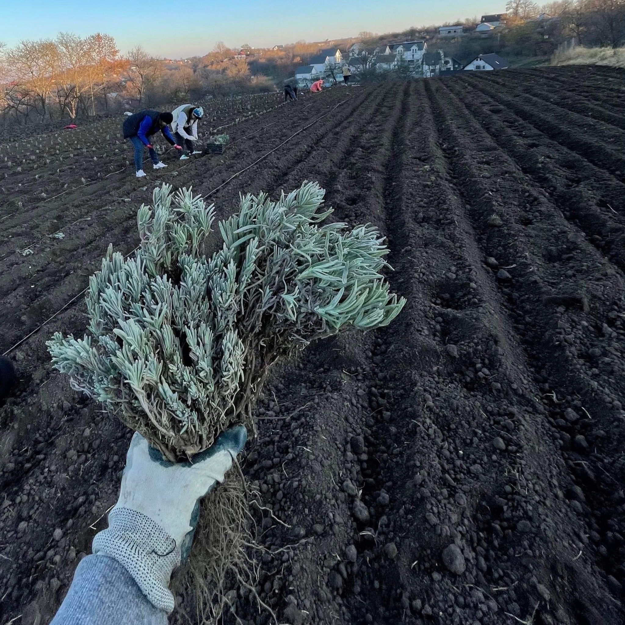 Butasi de lavanda - Fleurane.ro