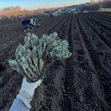 butasi cultura de lavanda