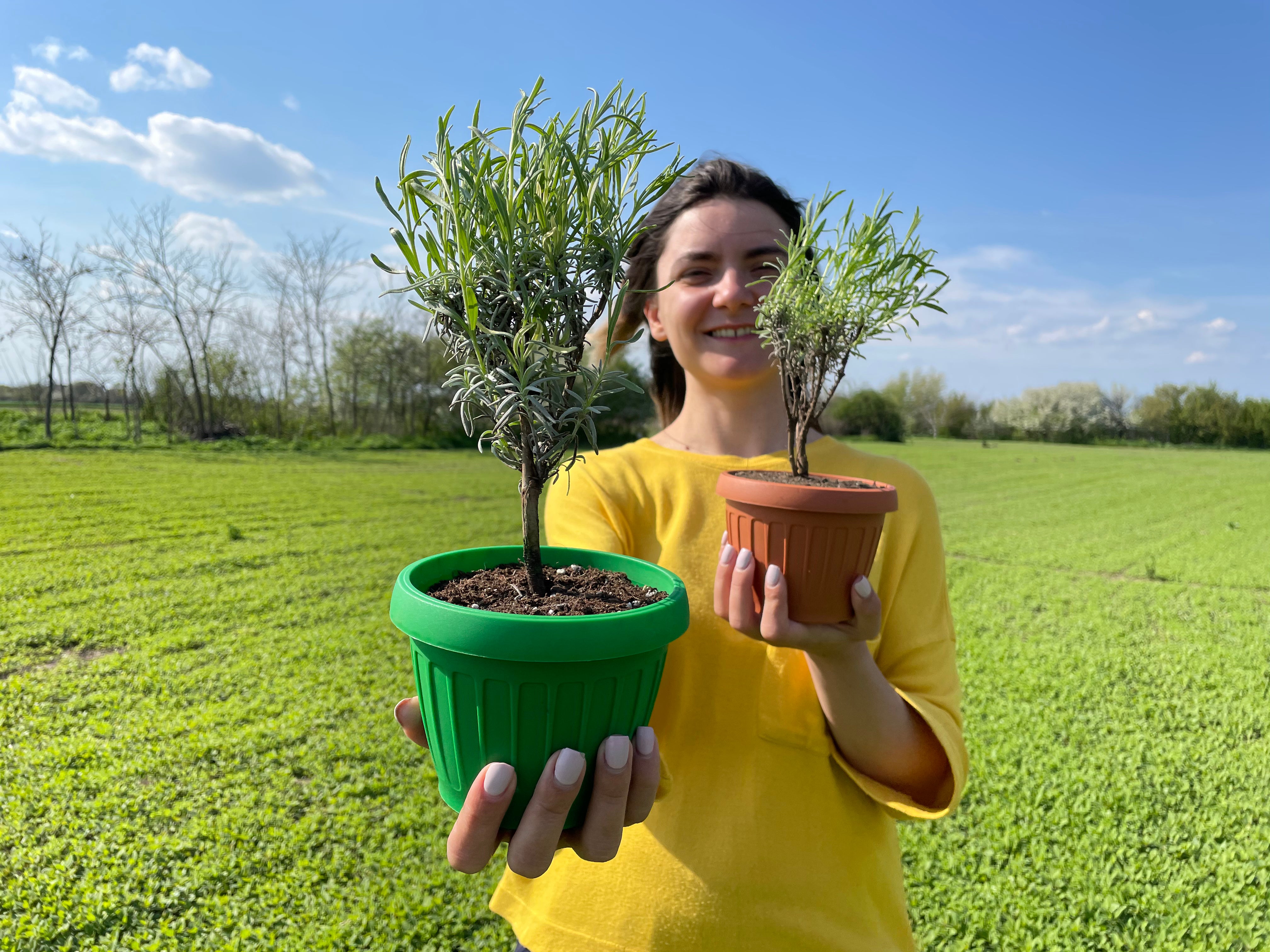 Butasi lavanda - Fleurane.ro