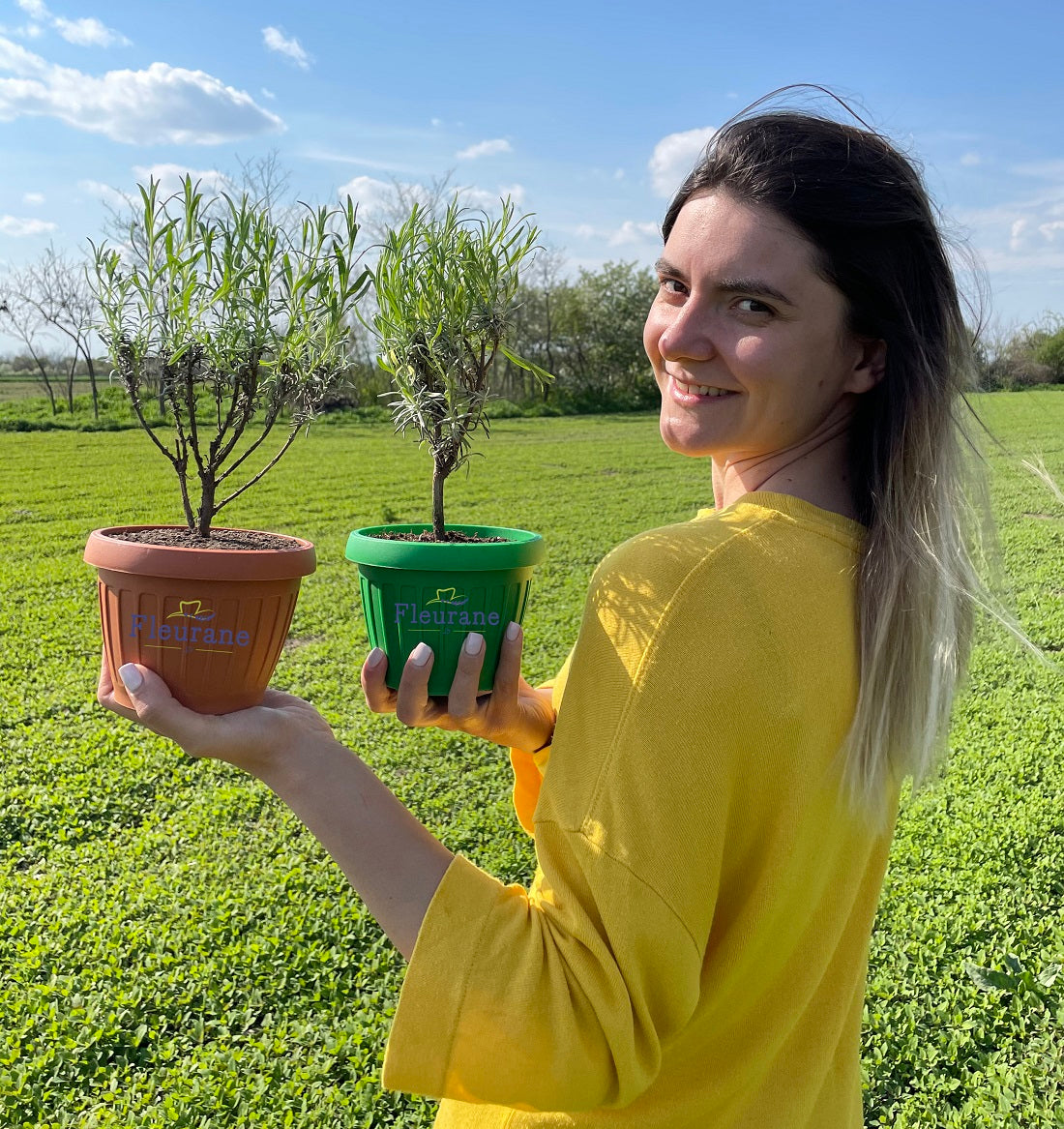 butasi de lavanda la ghiveci